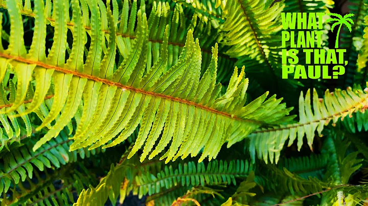 Western Sword Fern -  One of the hardiest of ferns and will take temperatures far below 0 degrees F