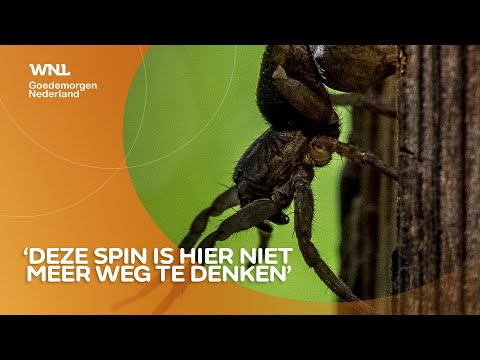 Video: Doodt diatomeeënaarde spinnen?