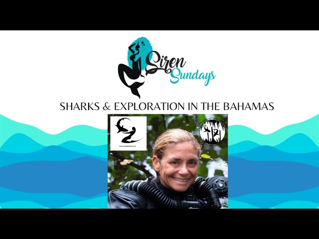 Sharks and Exploration in The Bahamas