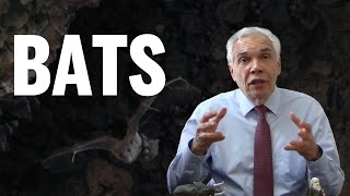 Dr. Joe Schwarcz on the benefits of bats