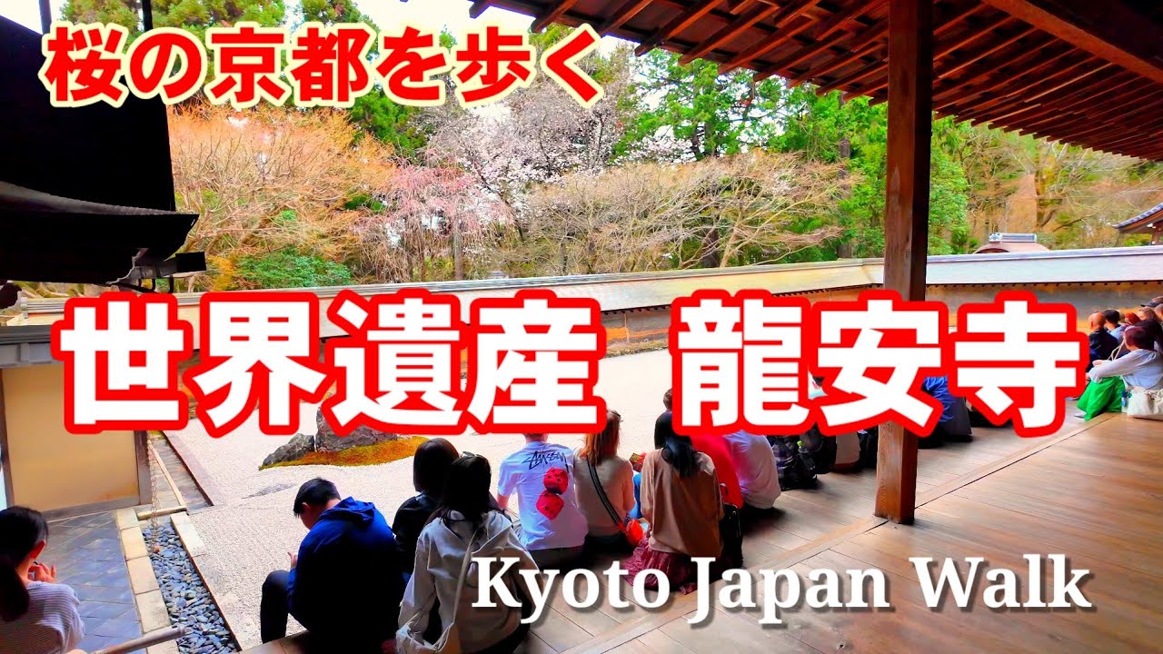 4/2(火)桜咲く京都🌸世界遺産龍安寺を歩く/桜苑 石庭 鏡容池【4K