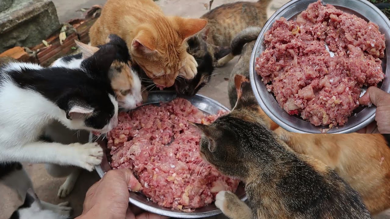 Group Cat eating raw chicken YouTube