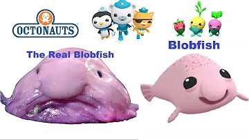 🐠 OCTONAUTS Creatures In Real Life CREATURE REPORTS 🐳🐬🐟🐠🐡🦈