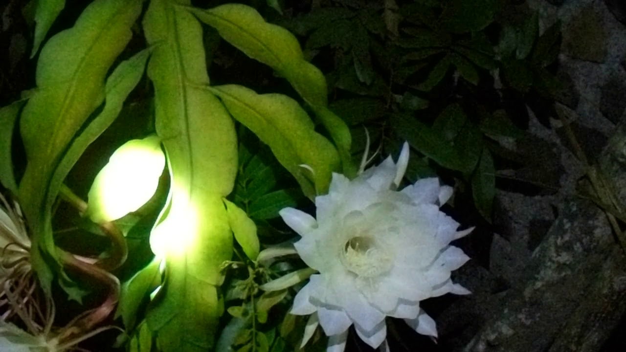 misterius flowers wijaya kusuma - YouTube