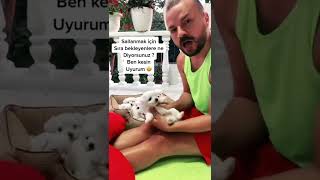 Maltese Terrier Babek Uyku Zamanı