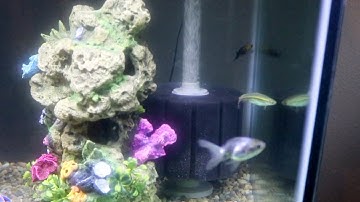 Hydro Sponge V Filter for Aquariums up to 125 Gallons