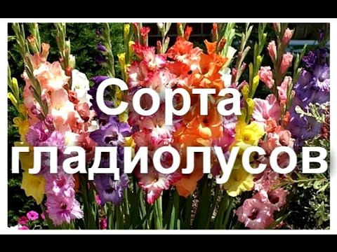 Сорта гладиолусов