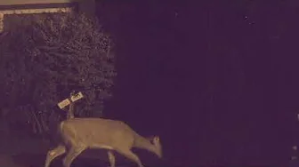 Oh Deer! Look who got caught snooping around my Tesla Model Y