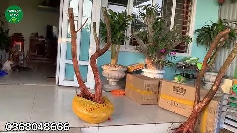Hoa sim rừng dáng hai thân mời các bác xem tham khảo