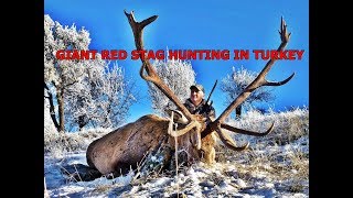 Massive Red Deer Hunt in Turkey