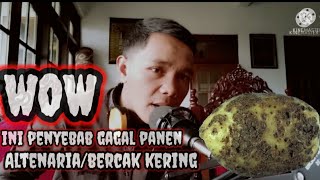 penyakit kentang wow berbahaya penyakit#altenaria atau #BERCAKkering ini penyebab gagal panen