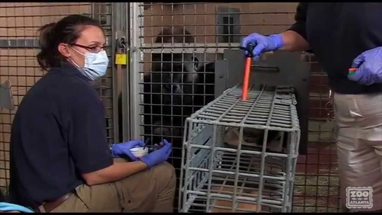 Zoo Atlanta Keepers Obtain an Awake Blood Pressure Reading on a Gorilla