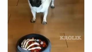 Как похудеть собаке Как похудеть собаке