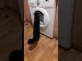 Большая стирка. Кошка Маркиза. стирает. Cat wash.