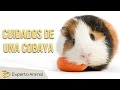 Cuidados de una cobaya