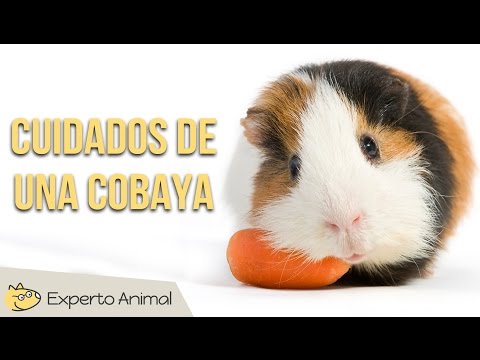 Video: Consejos de seguridad de invierno para aves, conejos, cobayas y otros animales exóticos