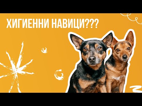 Видео: Как да приучим възрастно куче да използва кутията за отпадъци