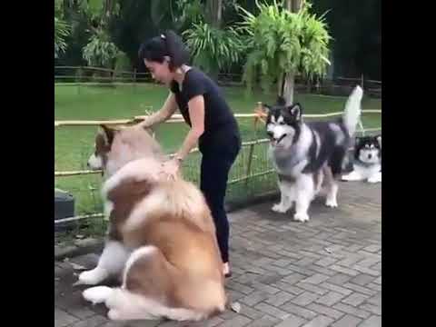 الملموت الألاسكي ويلقب بإسم مال بالإنجليزية  