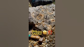 Fossil Hunting Fail On The Beach⁉️#beachfinds#jurassiccoast#ammonites