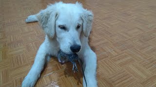 Reaction Of Golden Retriever to the First Meeting Mouse by Top Kitten TV 264 views 2 years ago 20 minutes
