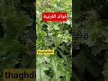 الڨرنينة و فوائدها الصحية العجيبة 2026 Nature اكسبلور Bio Shorts Bio Nature Cuisine Salade الڨرنينة و فوائدها الصحية العجيبة 2026 Nature اكسبلور Bio Shorts Bio Nature Cuisine Salade