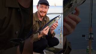 mackerel catch n cook in under 10 minuts 💙🐟