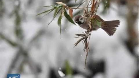 VIDEO: Tuyết phủ Tử Cấm Thành