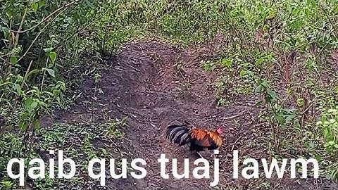 Dib qaib qus tuaj zoo heev li 26/11/2025