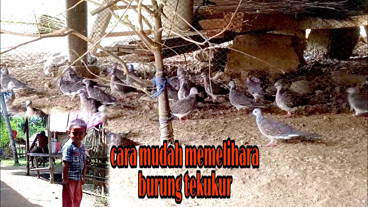 Cara ternak burung tekukur// modal jaring hasil banyak 
