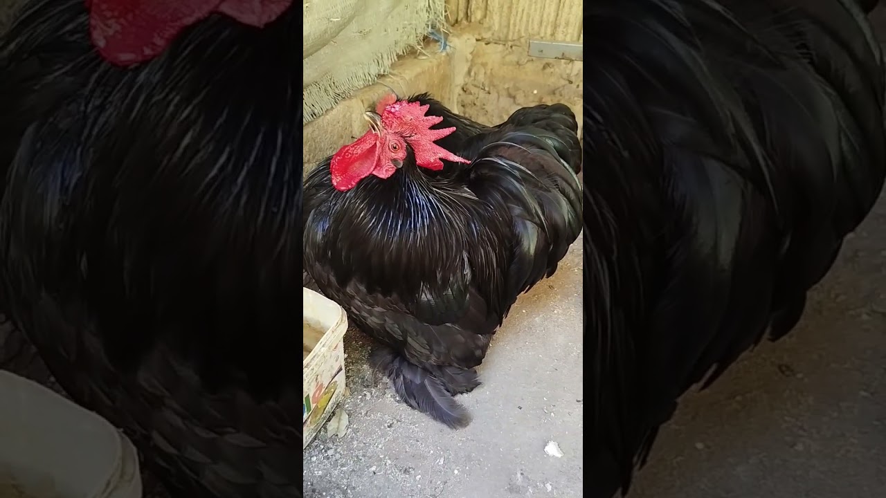 Vantagens da Criação de Galinhas Mini Cochin em Moçambique: Beleza e Sustentabilidade