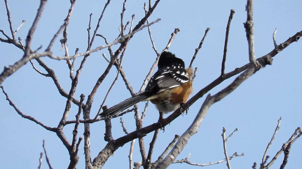 Spotted Towhee (Pipilo maculatus) Singing Calling - Black Canyon of the