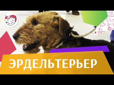 Эрдельтерьер на ilikepet. Особенности породы, уход