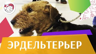 Эрдельтерьер на ilikepet. Особенности породы, уход Эрдельтерьер на ilikepet. Особенности породы, уход