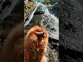 Sleeping Dog #animal #animalshorts #animalsvideo #dogshorts #dogsleeping #doglover