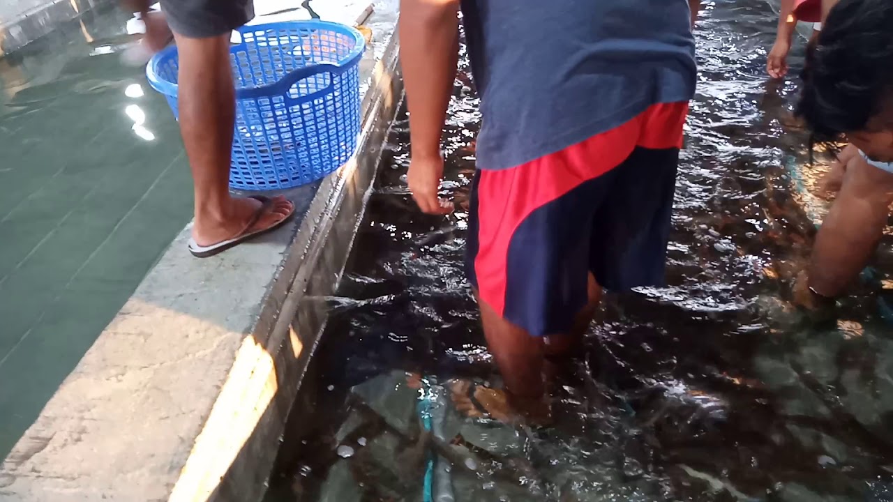 Udang Harimau Hidup 