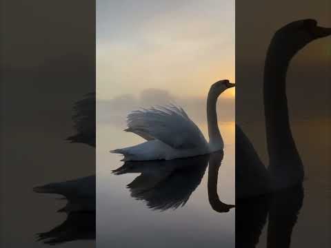 Лебеди на рассвете. Swans at dawn. #nature #naturelovers #swans #dawn #лебеди #рассвет