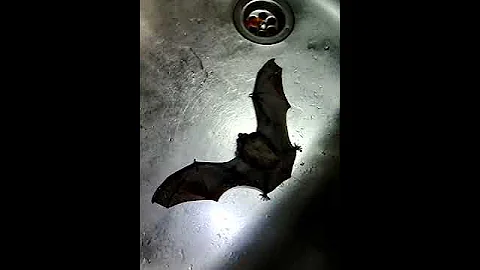 Ультразвук летучей мыши.