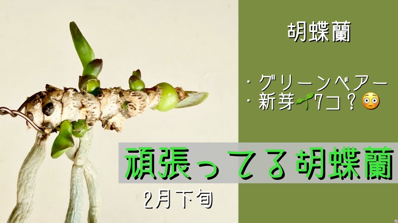 2026年2月28日　頑張ってる胡蝶蘭《グリーンベアー》　前回から約1カ月後の成長　さらに新芽🌱が2コ増えて7コになる😳　どうなってるの？？？(笑)