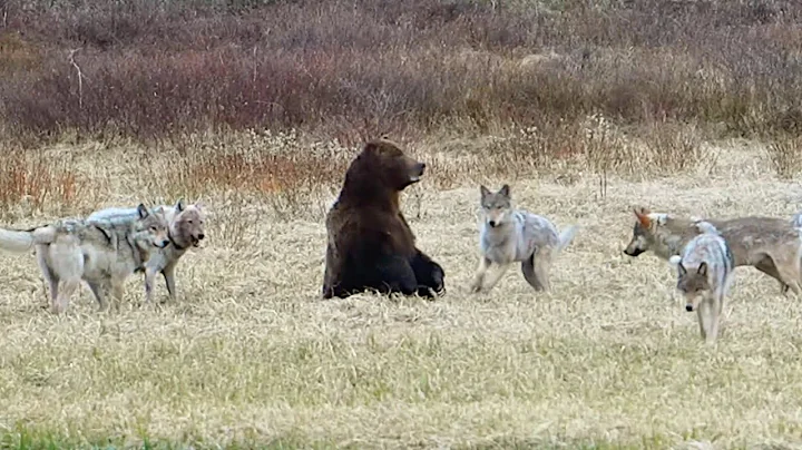 Wolves Chase Grizzly Bear in Shocking Showdown