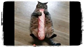 ТОЛСТЫЙ КОТИК ЛЮБИТ КОЛБАСКУ и другие приколы с животными #668 ТОЛСТЫЙ КОТИК ЛЮБИТ КОЛБАСКУ и другие приколы с животными #668