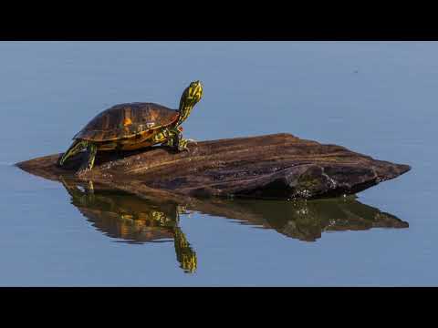 Wideo: Chinese Stripe Necked Turtle
