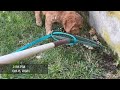 10 week Labradoodle puppy barks at the rake