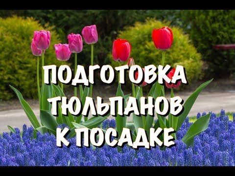 Вопрос: Как определить место тюльпанов в ландшафтном дизайне?