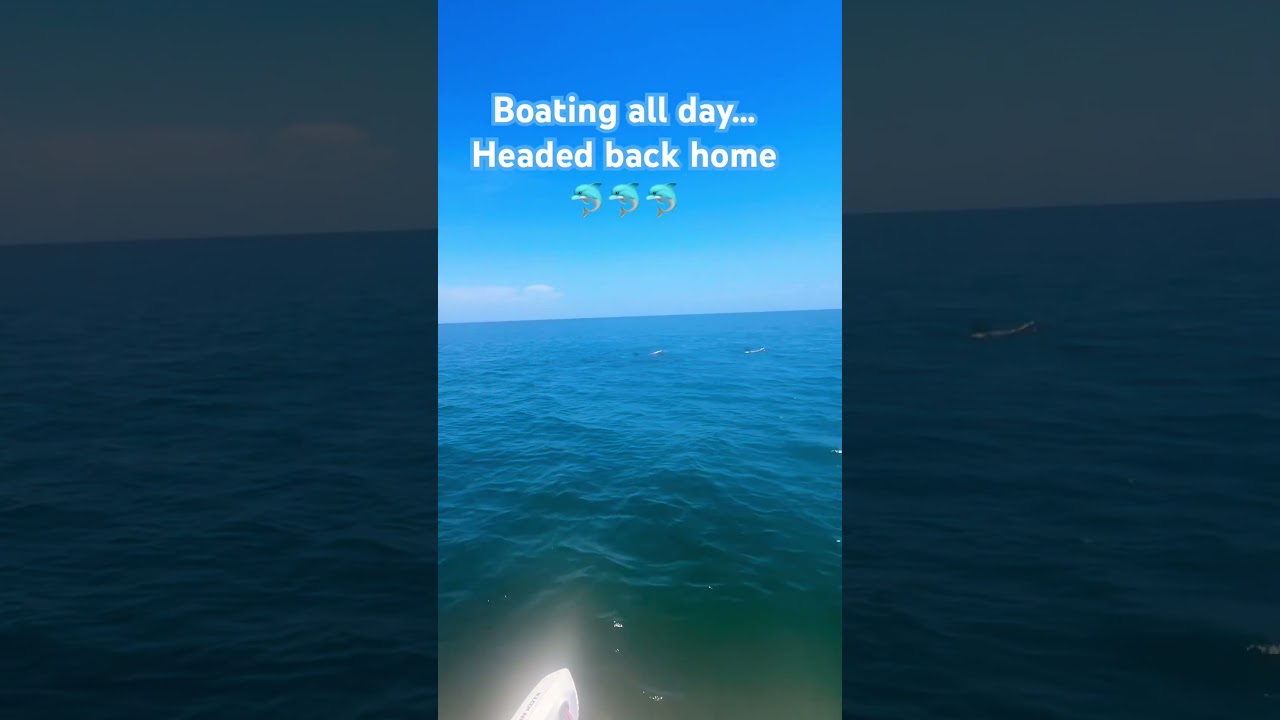 No scallops but enjoyed a great dolphin show! 