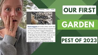 First Garden Pest of 2023 | & it's only March | ROOT MAGGOTS