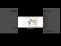 Lady Between Two Majors | Bicipital Groove Mnemonic (Anatomy Made Easy)
