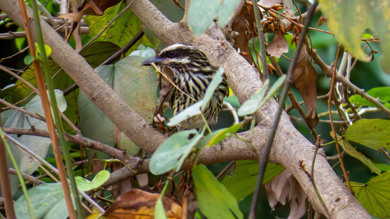 Bem-te-vi-rajado - Myiodynastes maculatus: algo deu errado com a coleta de material para o ninho