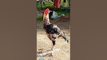 Roster Java #tiktok #shorts #viralvideo #aseel #roster