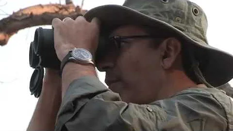 Roger Whittall Safaris Buffalo Highlights september 2015   YouTube