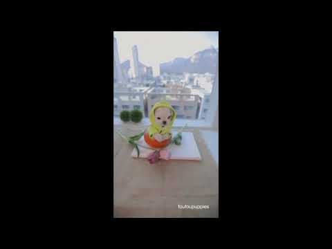 도그캐슬 예쁜 강아지 모음